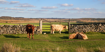 Cattle, dry stone wall This landscape photograph captures a rural scene in the Peak District, United Kingdom, specifically in the Derbyshire area near Curbar Edge. The image was taken in the afternoon during the autumn season, as indicated by the warm sunlight and the colours of the fields. The main subjects of the image are several cows, including Highland cattle, resting and grazing on green pasture next to a dry stone wall and metal gate. The dry stone wall, a traditional feature of Derbyshire's rural landscape, runs across the scene and frames the animals. In the background, Curbar Edge can be seen, adding a notable landmark to the composition. The photograph highlights the harmony between nature and farming in this part of the United Kingdom, showcasing the beauty and tranquillity of the countryside with its rolling hills and expansive fields.